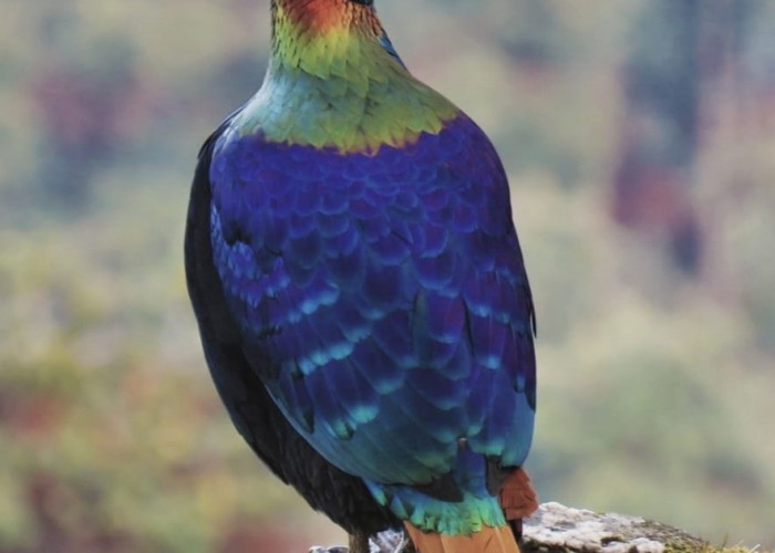 Chopta: A home to magnificent Himalayan birds.