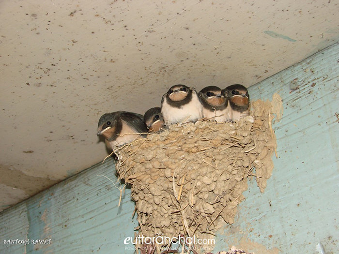 Birds in Uttarakhand