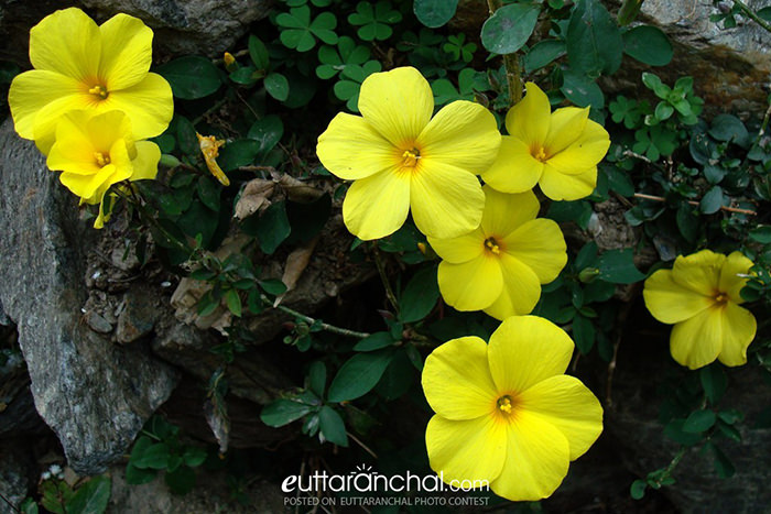 Phyunli Flower of Uttarakhand