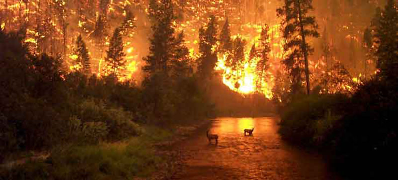 Forest Fire in Uttarakhand