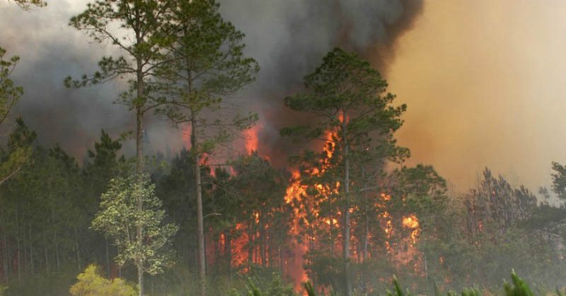 Forest Fire in Uttarakhand
