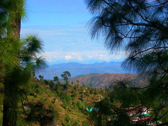 Pine Trees in Uttarakhand 
