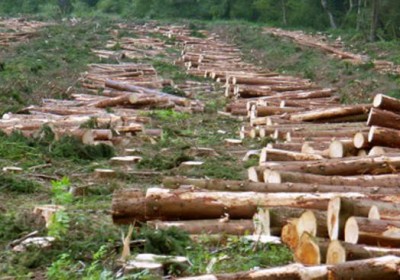 Uttarakhand lose 268sqkm forest area since 2013