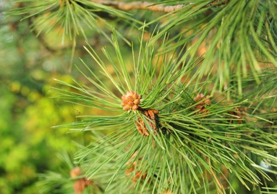 No more Forest Fire as Electricity will be Generated from Pine Needles
