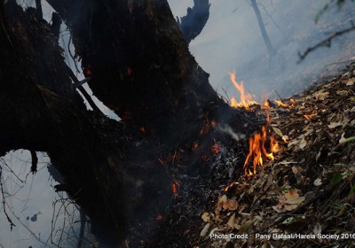 Harela Society – A Group Saving the Forests of Uttarakhand from Burning into Fumes