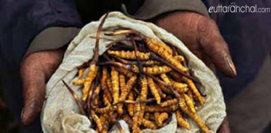 Yarsagumba/Keeda Jadi